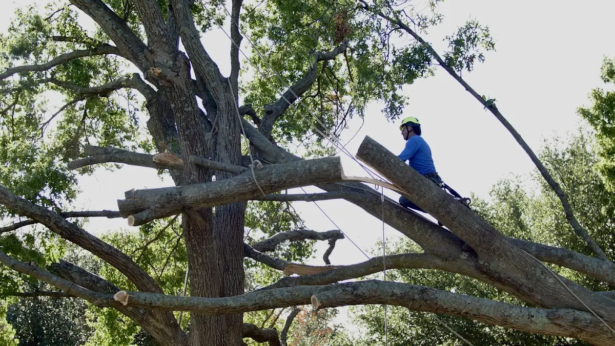 Professional Crown Thinning performed by certified arborists in Piseco