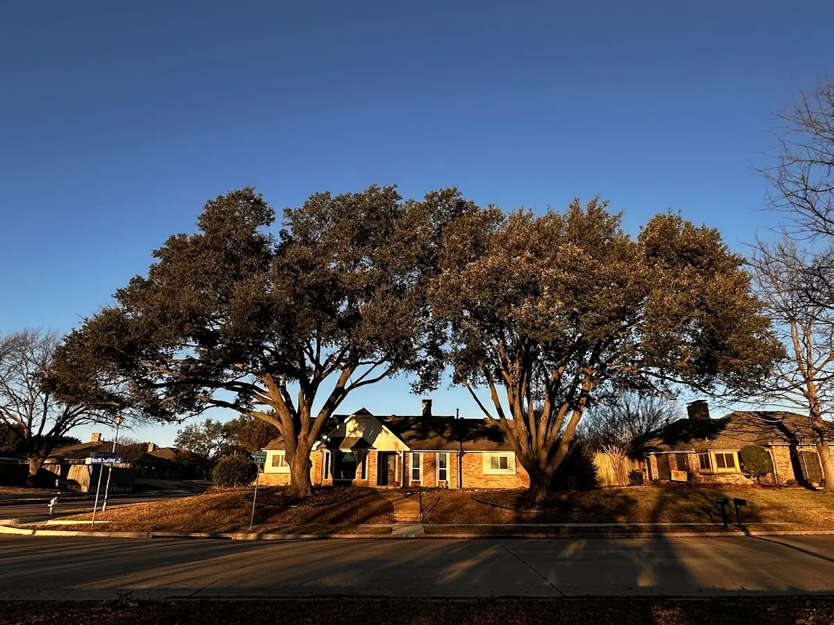 Established residential canopy tree shading a home in Piseco